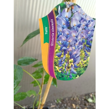 GLICYNIA WISTERIA szczepiona fioletowo - niebieska - sadzonki 120 / 150 cm